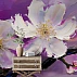 Purple Floral Wall Mural – Bold White Blossom Artistic Statement Design Purple Floral Wall Mural – Bold White Blossom Artistic Statement Design