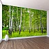 Birch Forest Wall Mural – Fresh Green Nature Landscape Design