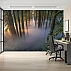 Misty Forest Wall Mural – Sunlight Trees Nature Landscape Design