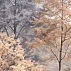 Autumn Mist Forest Wall Mural – Soft Neutral Trees Landscape Design